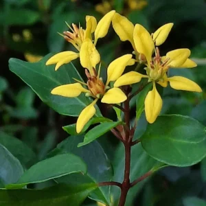 Canary Bush (Galphimia glauca)