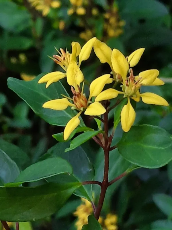 Canary Bush (Galphimia glauca)