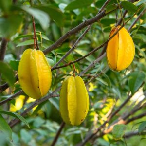 Carambola Tree (Averrhoa carambola)