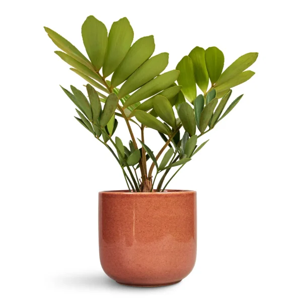 Cardboard Palm (Zamia furfuracea)