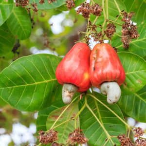 Cashew Nut Tree (Anacardium occidentale)
