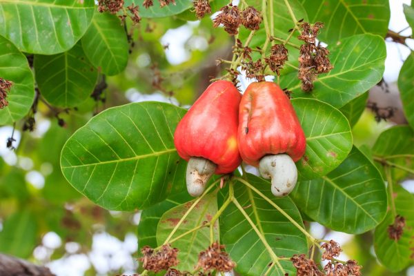 Cashew Nut Tree (Anacardium occidentale)