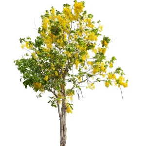 Cassia ‘Golden Shower’ (Cassia Fistula)