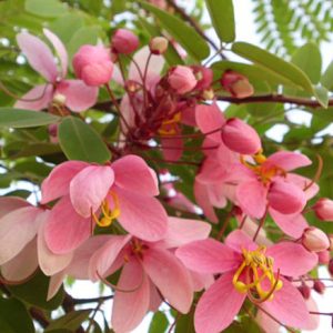 Cassia ‘Pink Shower’ (Cassia grandis)
