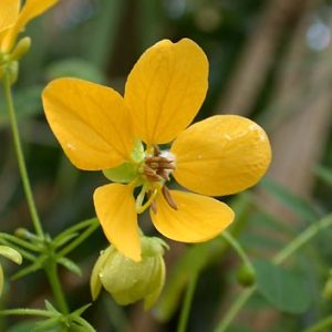 Cassia ‘Scrambled Egg’ (Cassia Glauca)
