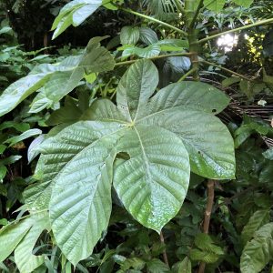 Pop-A-Gun Tree (Cecropia Schreberiana)