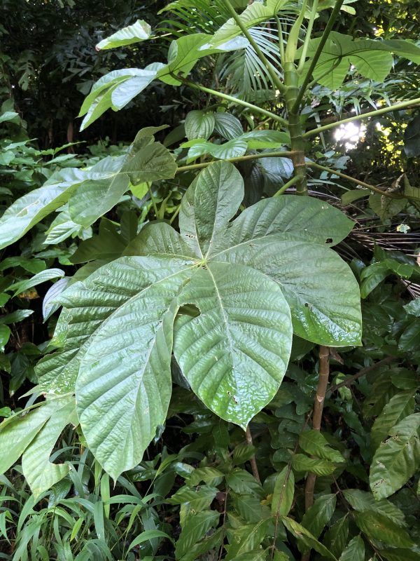 Pop-A-Gun Tree (Cecropia Schreberiana)