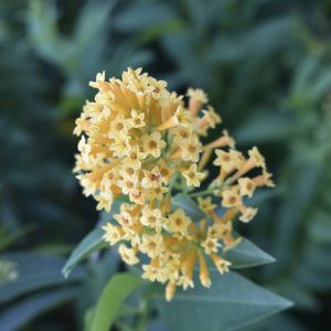 Yellow Cestrum (Cestrum Aurantiacum)