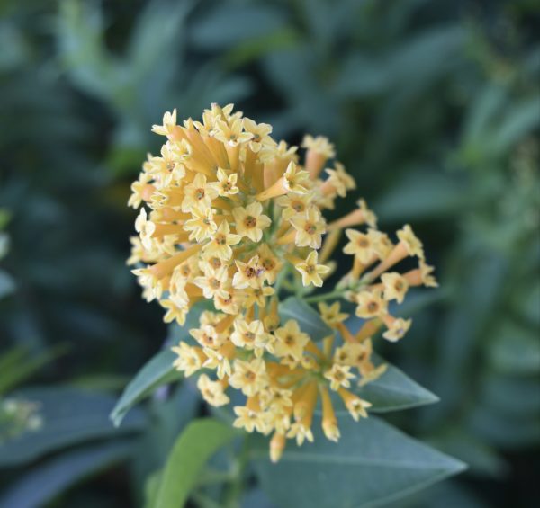 Yellow Cestrum (Cestrum Aurantiacum)