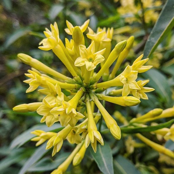 Cestrum ‘Yellow’ (Cestrum parqui)