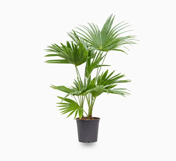 Chinese Fan Palm (Livistonia Chinensis)