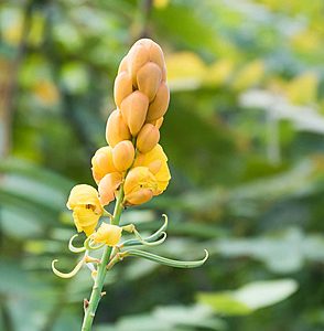 Christmas Candle (Senna Alata)