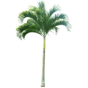 Christmas Palm (Veitchia Merrillii)