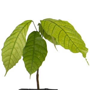 Cocoa Tree (Theobroma Cacao)