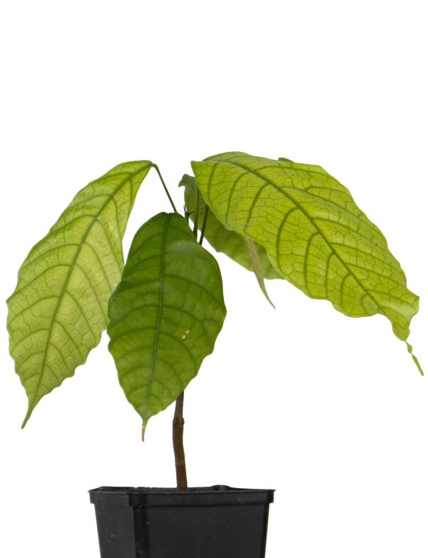 Cocoa Tree (Theobroma Cacao)