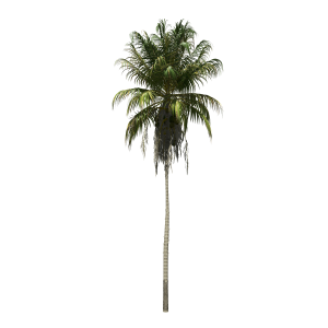 Coconut Palm (Cocos Nucifera)