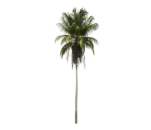 Coconut Palm (Cocos Nucifera)
