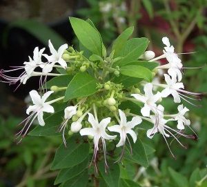 Coffee Fence (Clerodendron Aculeatum)