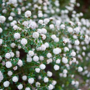 Cotton Bush (Cryptandra scortechinii)