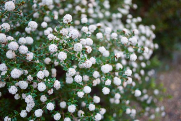 Cotton Bush (Cryptandra scortechinii)
