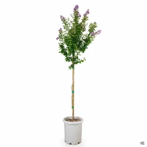 Crepe Myrtle Tree (Lagerstroemia indica)