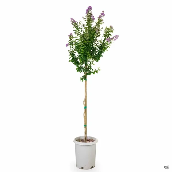 Crepe Myrtle Tree (Lagerstroemia indica)