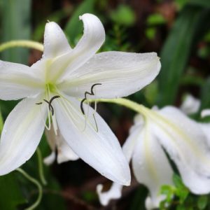 Crinum Lily (Crinum Moorei)