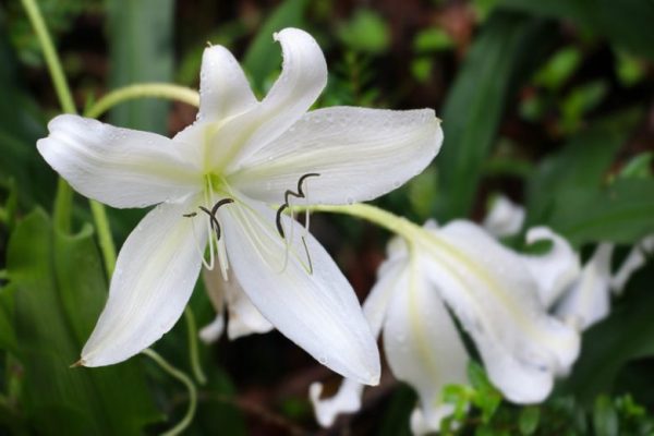 Crinum Lily (Crinum Moorei)