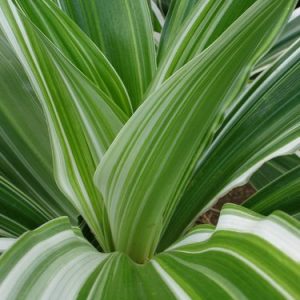 Crinum Lily ‘Giant Green & White’ (Crinum Japonicum ‘ Variegatum’)