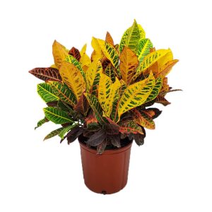 Croton "Orange" (Codiaeum Variegatum)