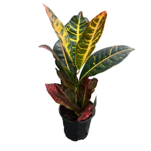 Croton (Codiaeum Variegatum)