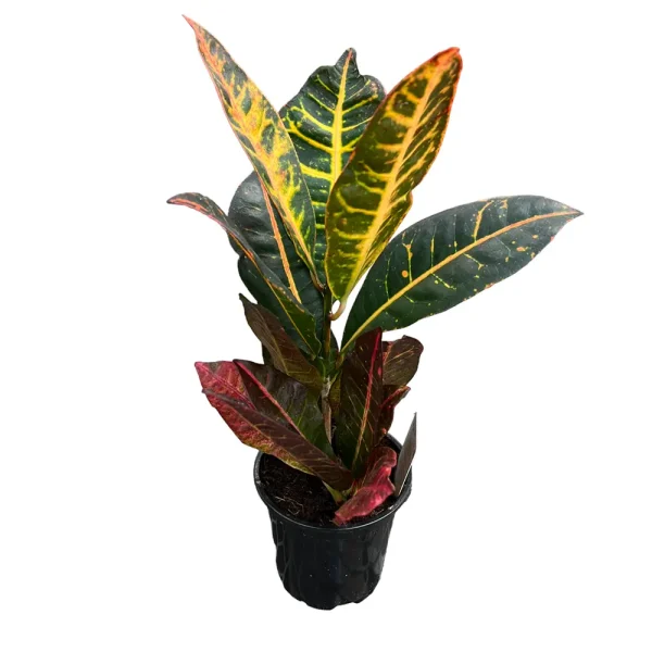 Croton (Codiaeum Variegatum)