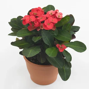 Crown of Thorns (Euphorbia SPP.)