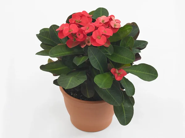 Crown of Thorns (Euphorbia SPP.)