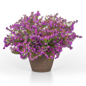 Cuphea "Purple" (Cuphea hyssopifolia 'Purple')