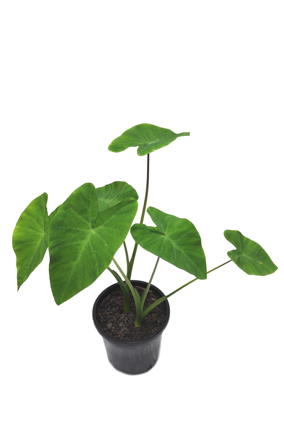 Dasheen (Colocassia esculenta) - Bloomin' Days Landscaping & Design Group