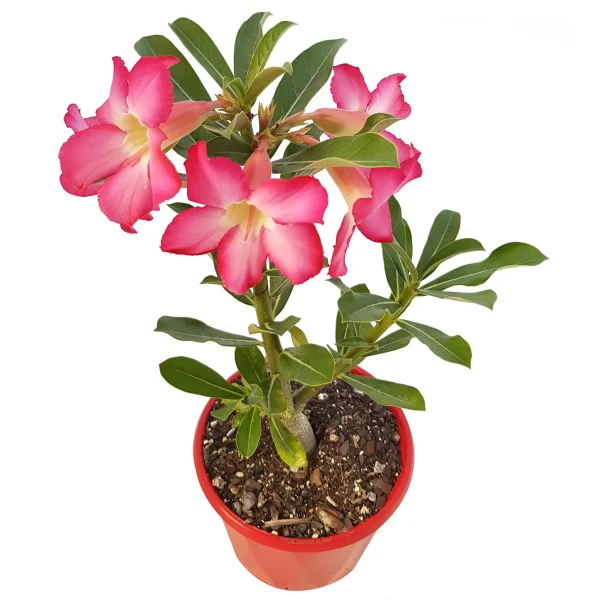 Desert Rose (Adenium obesum)