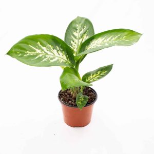 Dieffenbachia ‘Tropic Snow’ (Dieffenbachia Amoena)