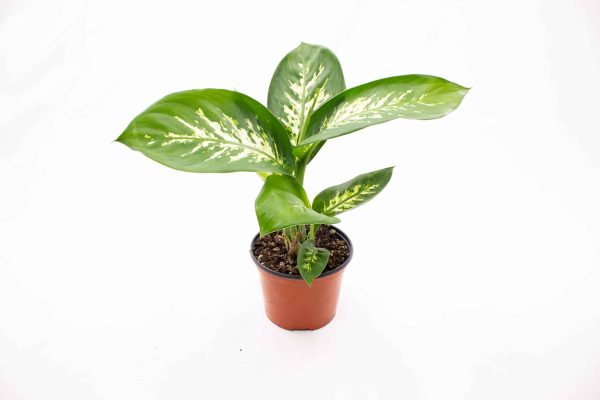 Dieffenbachia ‘Tropic Snow’ (Dieffenbachia Amoena)