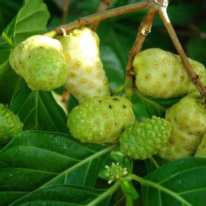 Dog Dumpling (Morinda Citrifolia)