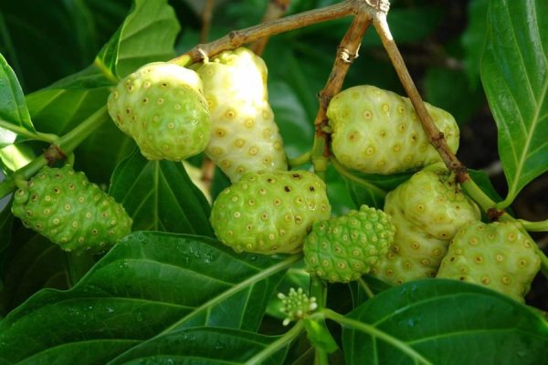 Dog Dumpling (Morinda Citrifolia)