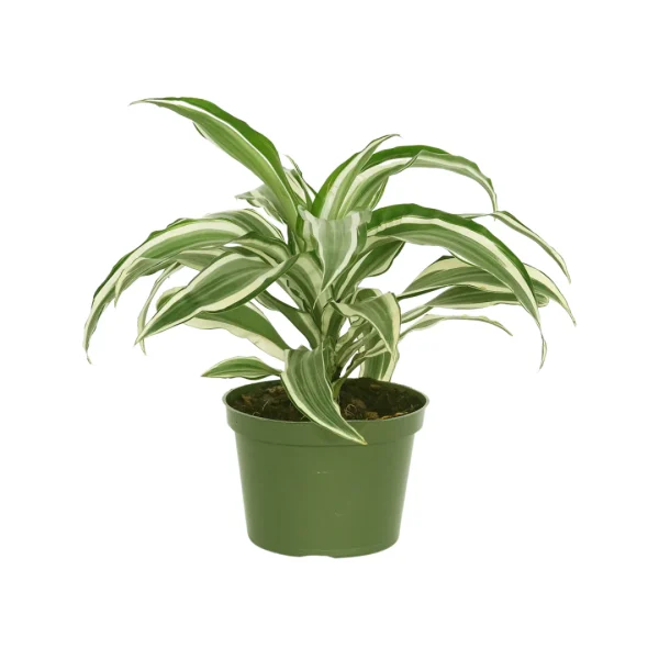 Dracaena (Dracaena Deremensis Warneckii)(Striped)