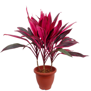 Dracaena Dwarf (Cordyline Terminalis SPP.)