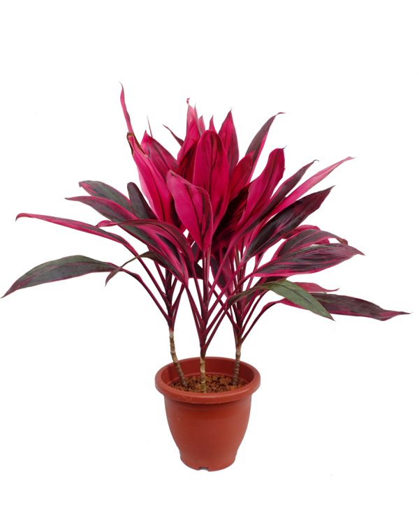 Dracaena Dwarf (Cordyline Terminalis SPP.)