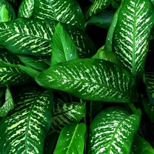 Dumbcane "Dark Leaf" (Dieffenbachia Amoena)