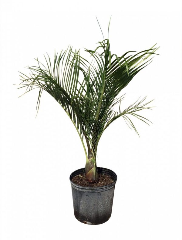 Triangle Palm (Dypsis Decaryi)