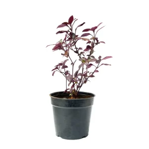 Eranthemum ‘Flame’ (Pseudoeranthemum SPP.)