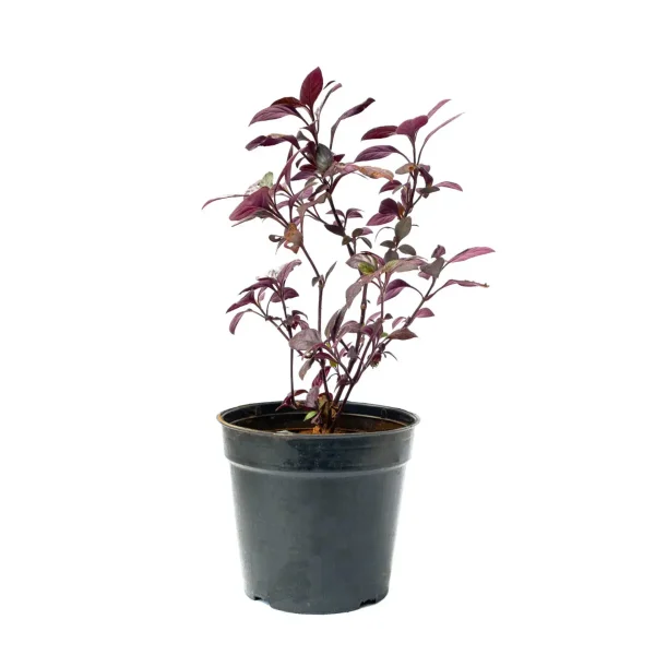 Eranthemum ‘Flame’ (Pseudoeranthemum SPP.)