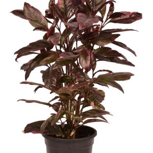 Eranthemum ‘Purple’ (Pseudoeranthemum autopurpureum)