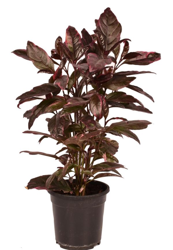 Eranthemum ‘Purple’ (Pseudoeranthemum autopurpureum)